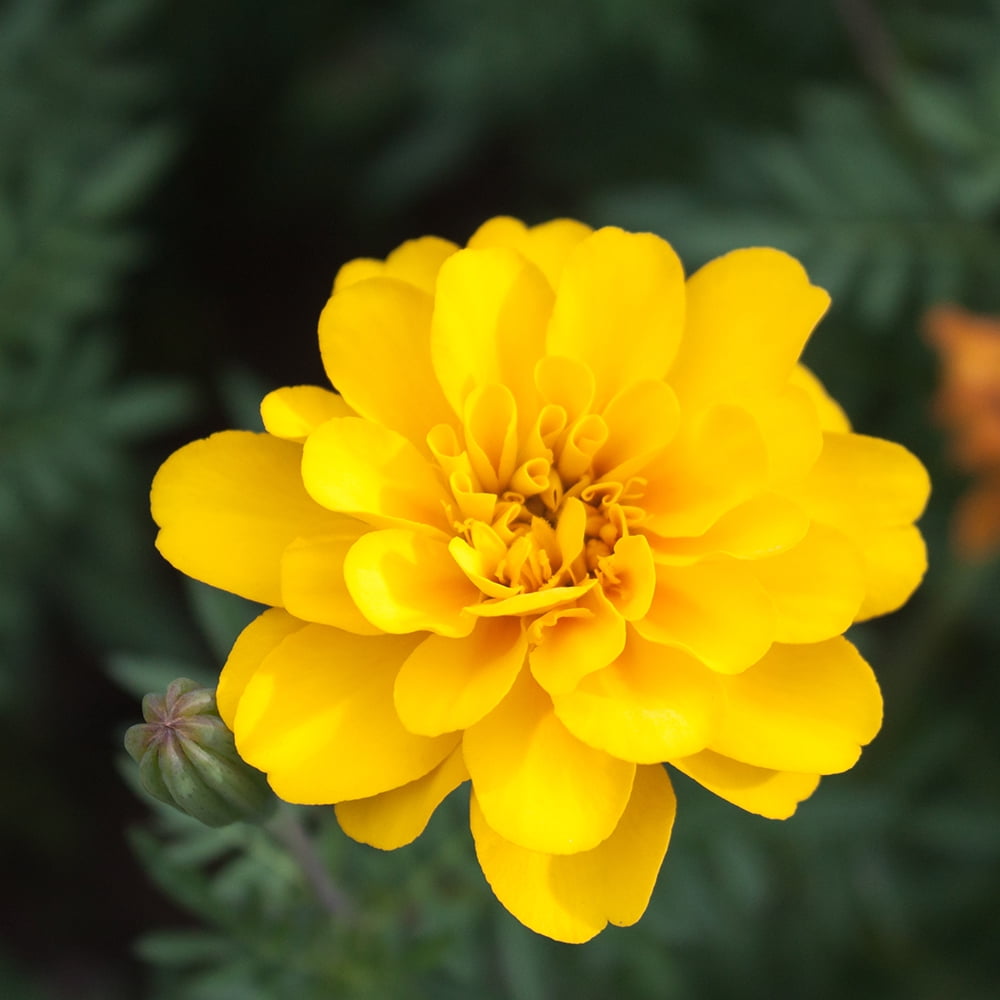 Altman Plants Yellow French Marigold Flowers, 1 Gal Pot, Full Sun, Live Outdoor Plants