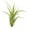 Hybrid No. 51, variant on ragnaroc Air Plants - Tillandsia Tenuifolia Green, Large 3-5" - 1ct - Live Arrival Guaranteed - House Plants for Home Decor & Gift