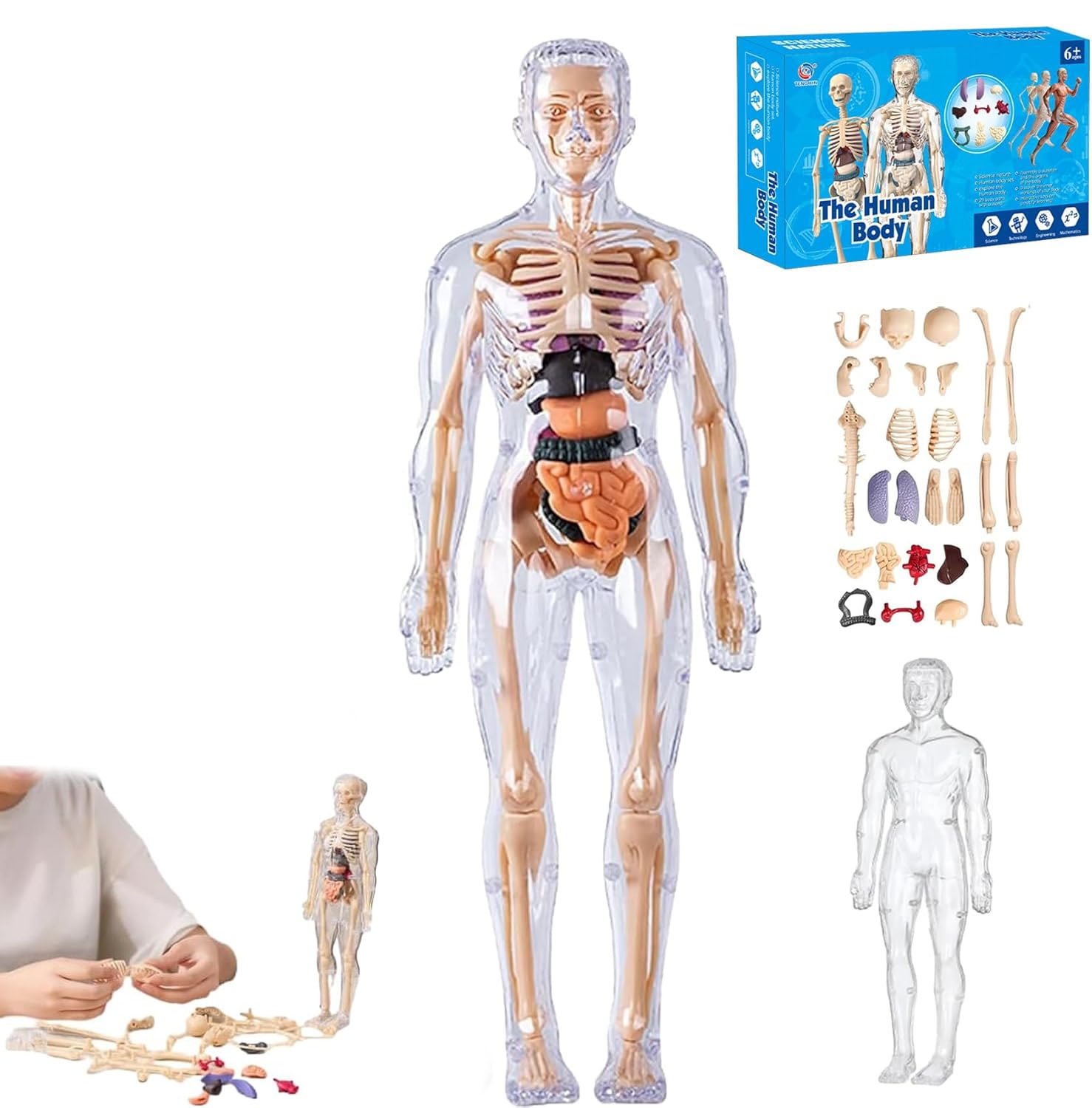 4D Human Hand Anatomy Model - Walmart.com