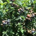 thumbnail image 3 of Titan Blueberry Bush Live Fruit Plant, 1 Gallon Potted, Deciduous-Liner, 3 of 6