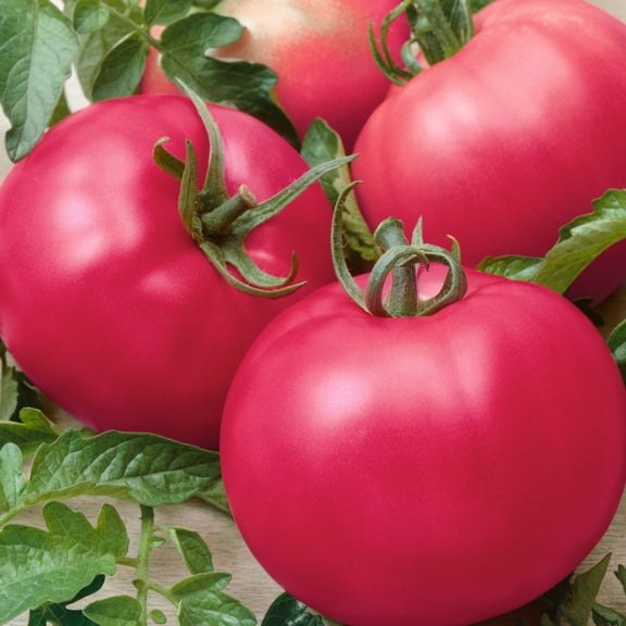 Chef's Choice Pink F1 Hybrid AAS Tomato Seeds - 300 Mg Packet ~70 Seeds - Non-GMO, F1 Hybrid - Vegetable Garden - Lycopersicon esculentum