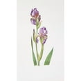 thumbnail image 2 of William Rickatson Dykes 16x24 Black Ornate Framed Double Matted Museum Art Print Titled: Iris Alberti (1913), 2 of 5