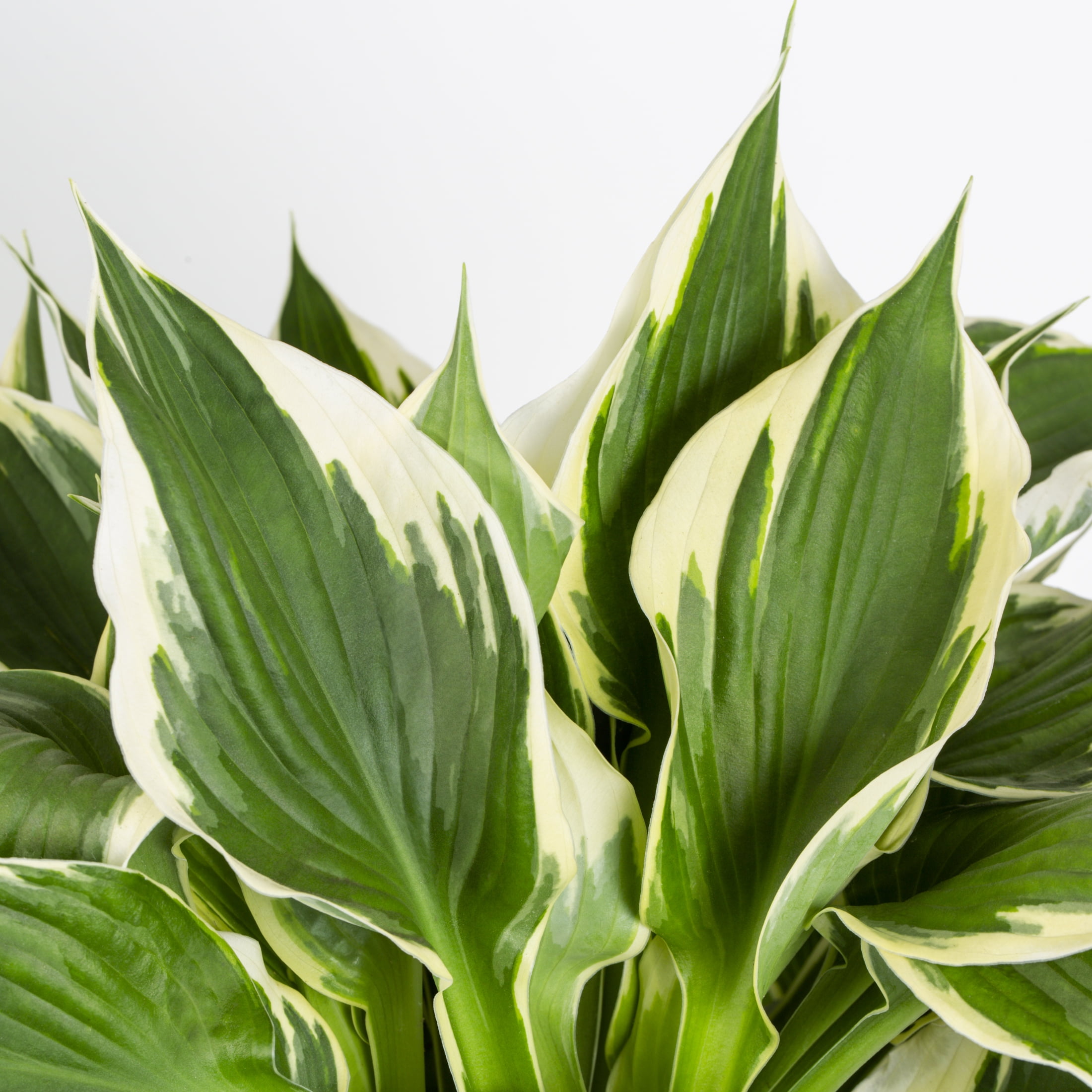 Better Homes & Gardens White Variegated Hosta Live Perennial Plant for Shade, 3-Pack