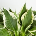 thumbnail image 3 of Better Homes & Gardens 2QT White Variegated Hosta Live Perennial Plant Shade 3-Pack, 3 of 9
