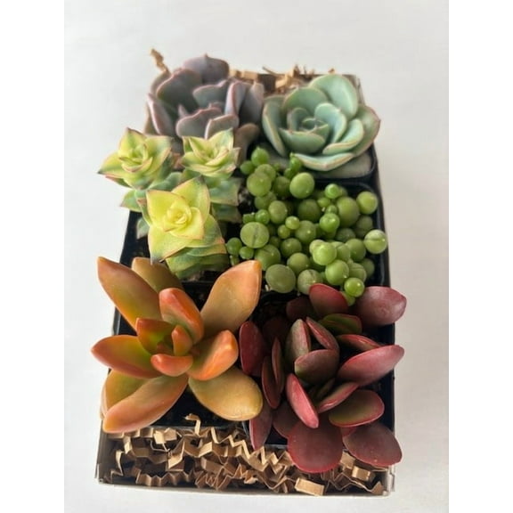 Assorted Small Succulents