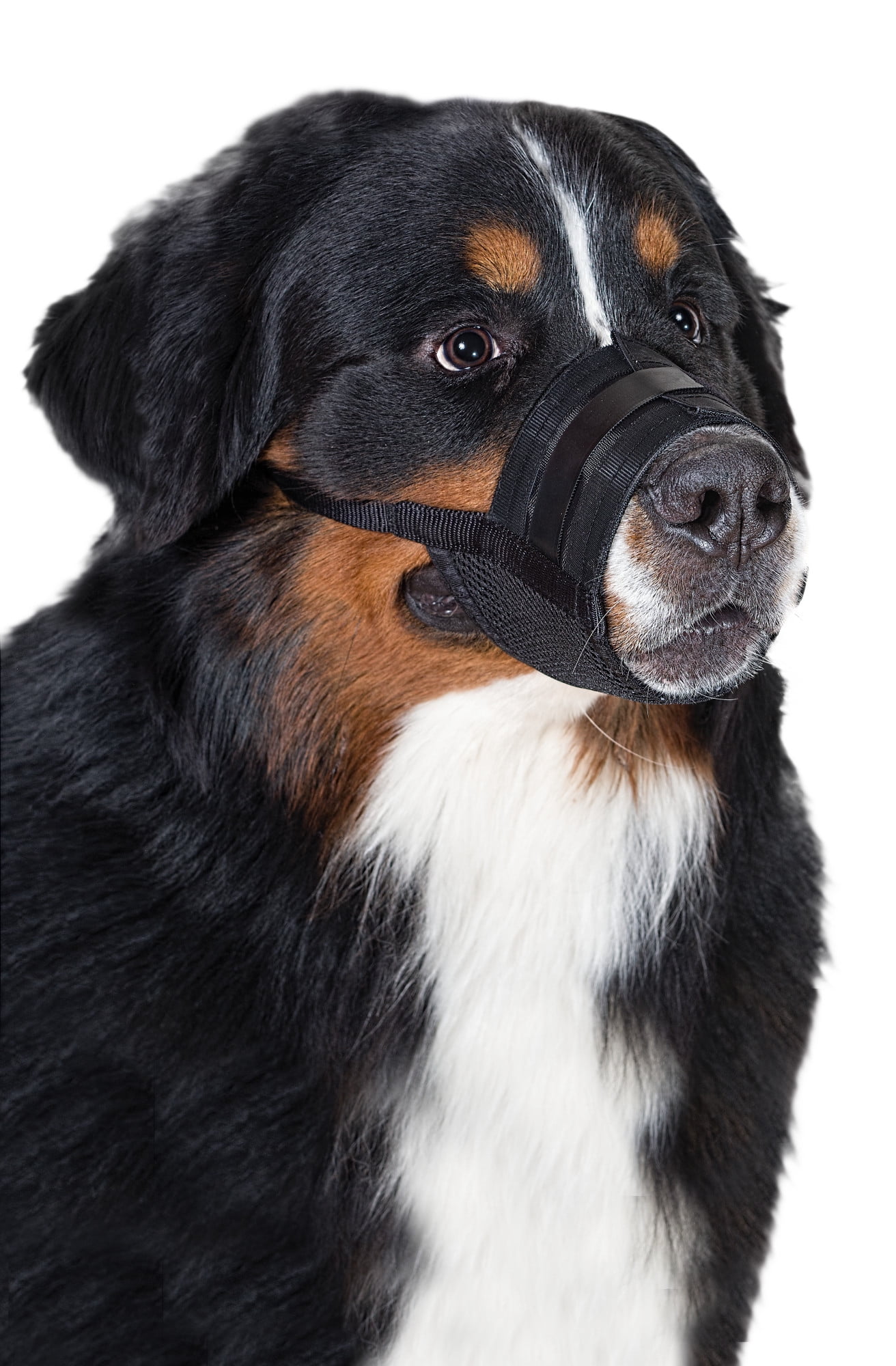large dog muzzle
