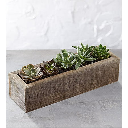 1 800 Flowers - 1-800-Flowers: Fresh Flowers - Mini Trough Succulents