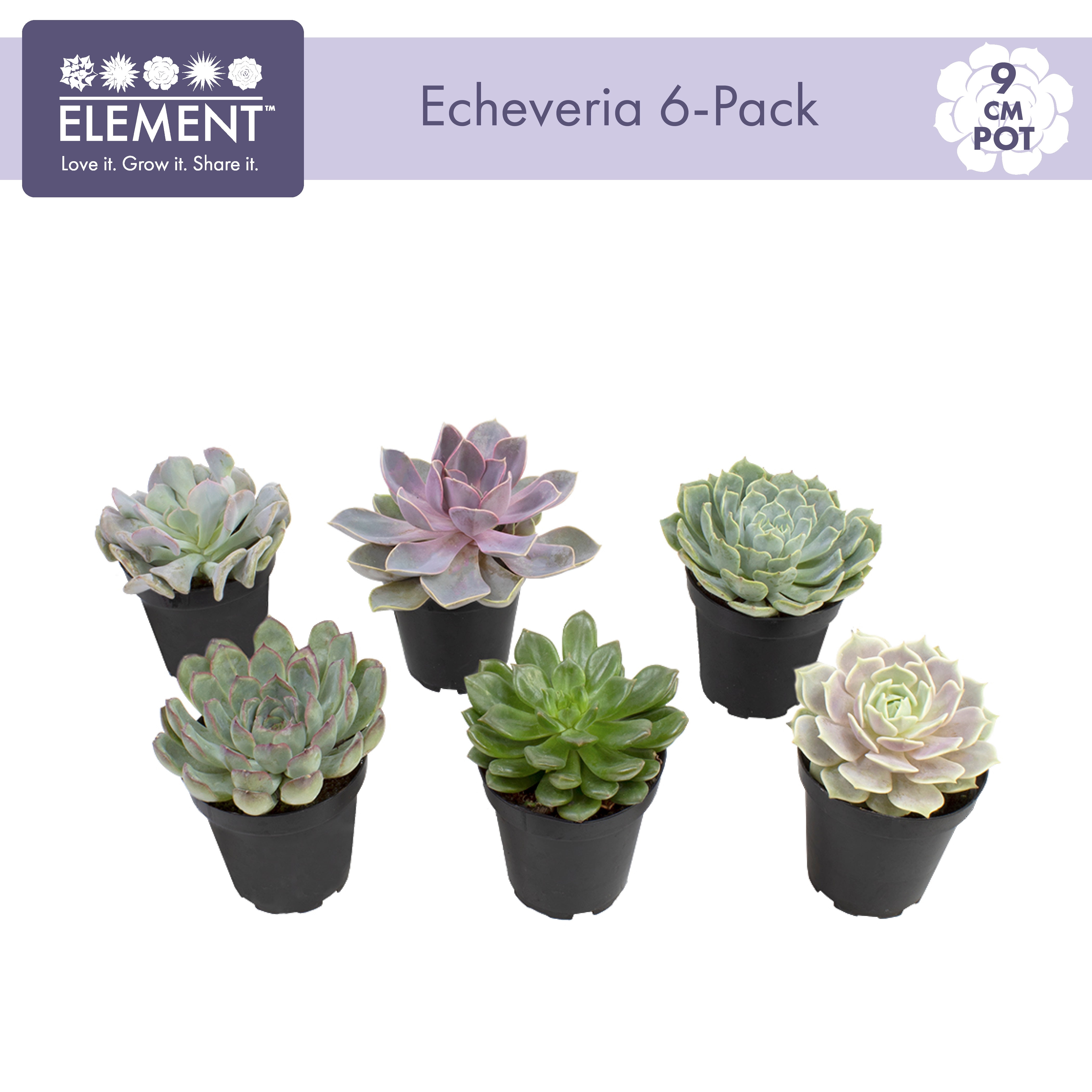 Element by Altman Plants 3.5' Echeveria Live Succulents (6 Pack)