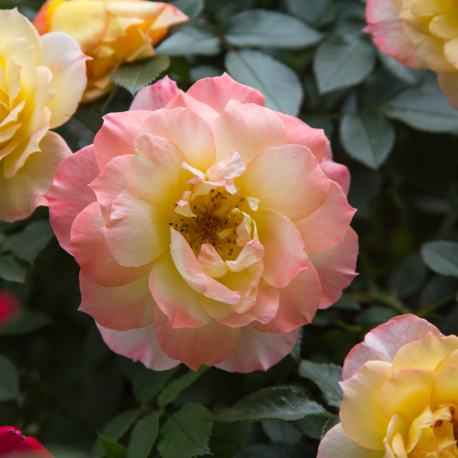 Proven Winners ColorChoice 5" Multicolor Oso Easy Italian Ice Rose Live Plant in 4.5" Pot (4 Count)