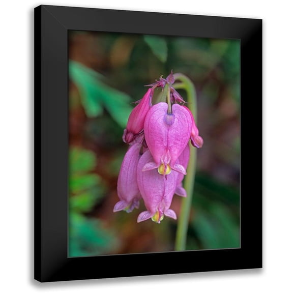 Fitzharris, Tim 11x14 Black Modern Framed Museum Art Print Titled - Bleeding Hearts