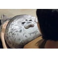 thumbnail image 3 of Almohada MerryXD Chubby Blob Seal de peluche, 60 cm, 3 of 6