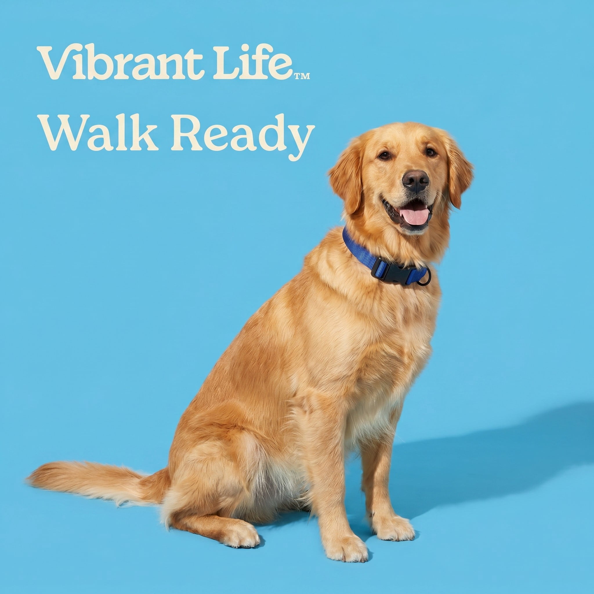 Vibrant Life Solid Polyester Adjustable Dog Collar, Blue, L