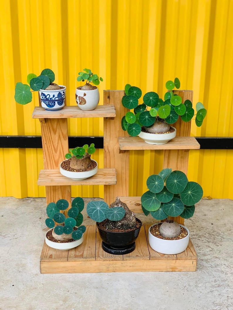 Dormant Stephania Erecta Bulb – Rare Tropical Indoor Caudex Plant – Bonsai-Style Houseplant for Home Décor or Gift