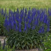 Angle View: Proven Winners Outdoor Live Plant Veronica Speedwell Magic Show Wizard of Ahhhs Violet Blue 2.5QT, Sun