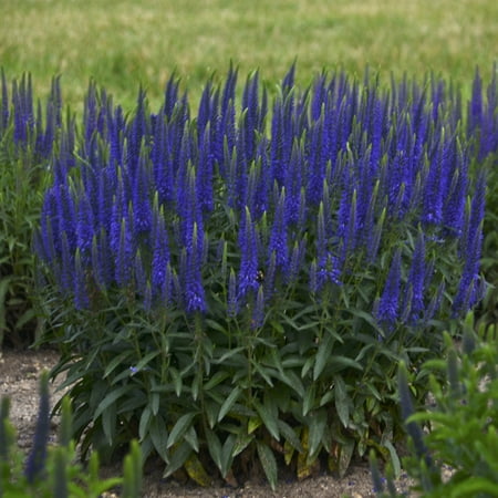 Proven Winners Outdoor Live Plant Veronica Speedwell Magic Show Wizard of Ahhhs Violet Blue 2.5QT, Sun