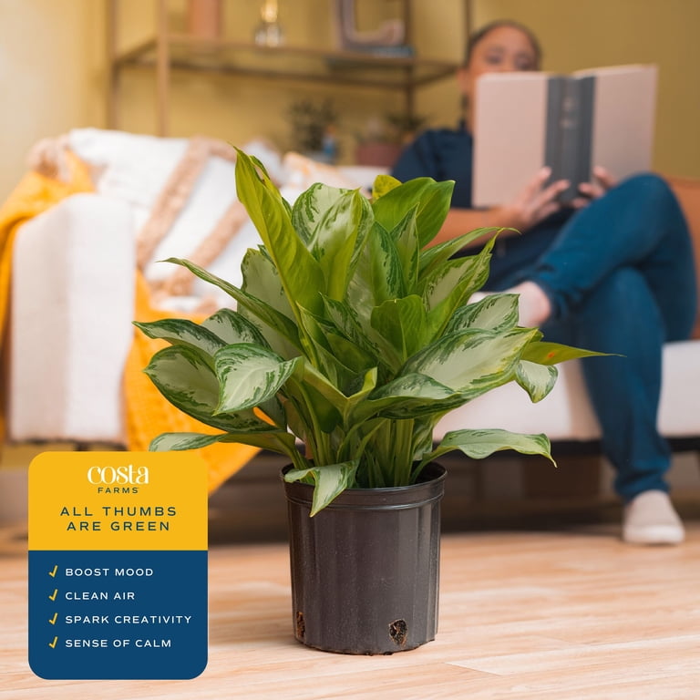 Costa Farms 22" Aglaonema Medium House Plants in 10" Grower Pot