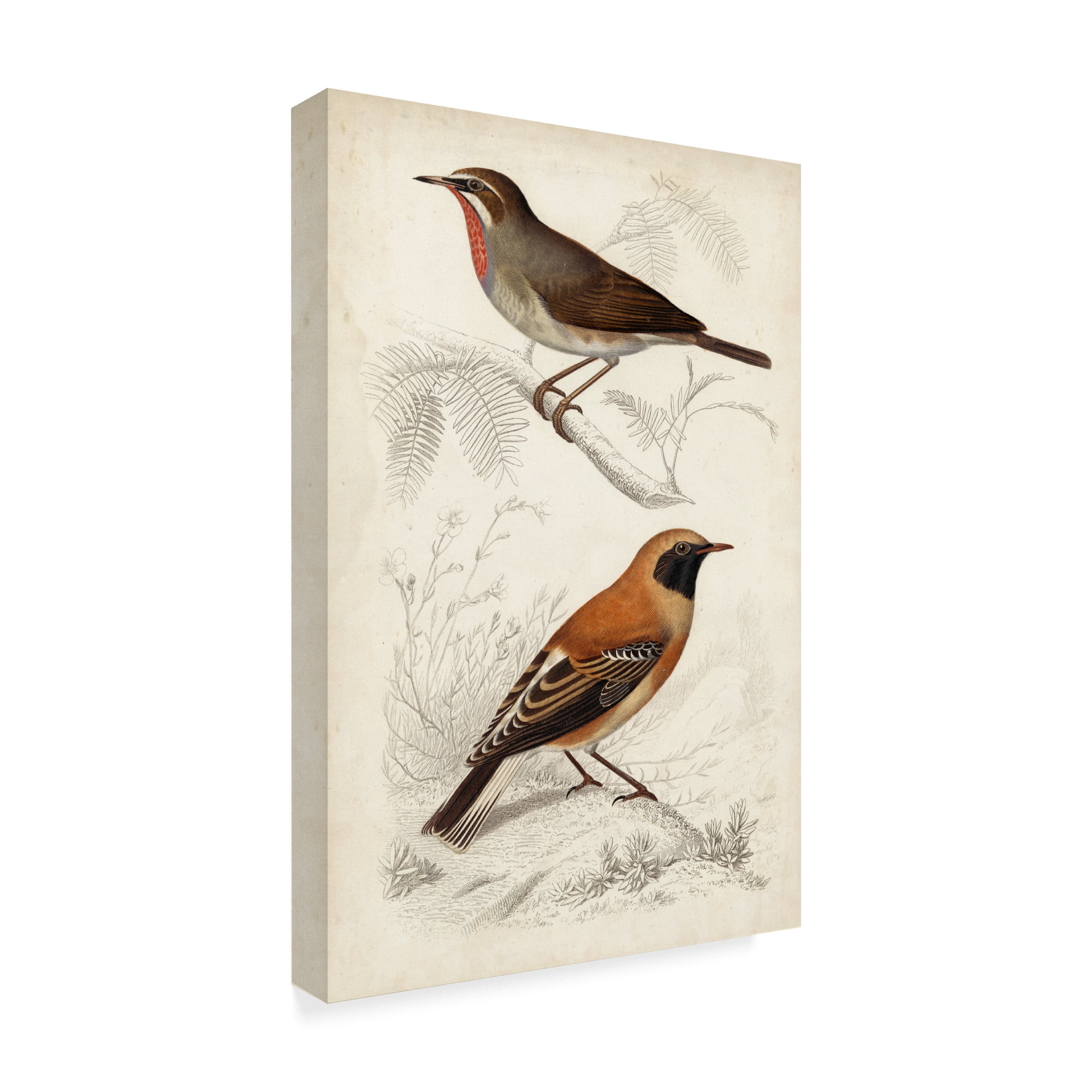Trademark Fine Art 'D'Orbigny Birds VI' Canvas Art by M. Charles D'Orbigny