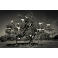 thumbnail image 2 of Puebla, Dario 18x13 White Modern Wood Framed Museum Art Print Titled - Argan Loving Goats, 2 of 4