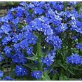 thumbnail image 1 of 100 BLUE ITALIAN ALKANET Anchusa Capensis Flower Seeds, 1 of 3