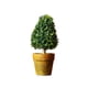thumbnail image 2 of , Planta , Flor, Mini Bonsais con Maceta, Decoración Interior para Al 7, 2 of 9