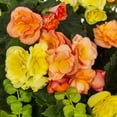 thumbnail image 3 of Better Homes & Gardens 10 in Multicolor Begonia Live Annual Plant in 2 gal Hanging Basket, Sun-Loving, 3 of 7