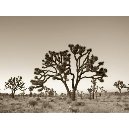 Palm Tree Photo - California, Joshua Tree National Park, Joshua Trees, USA Palm Springs Sepia Desert Photo Print Wall Art By Michele Falzone