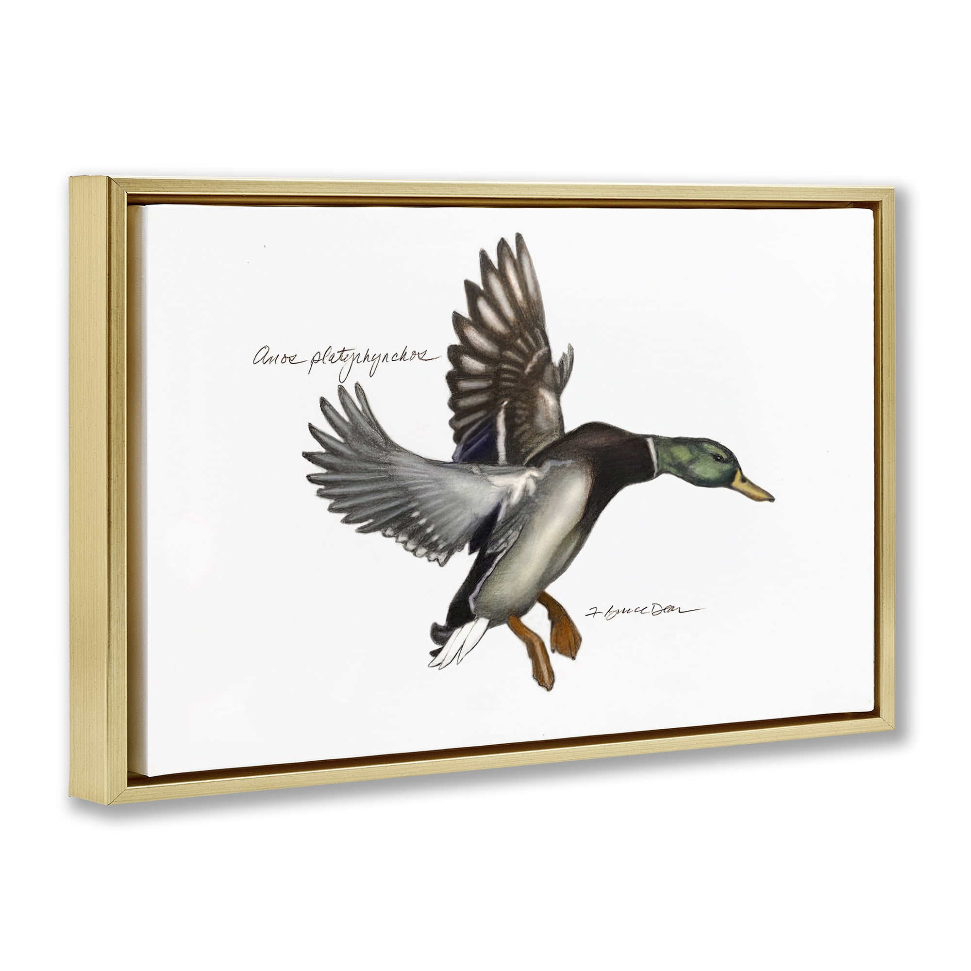 Stupell Industries Flying Mallard Duck Animals & Insects Painting Gold Floater Framed Canvas Art Print Wall Art, 31 x 21