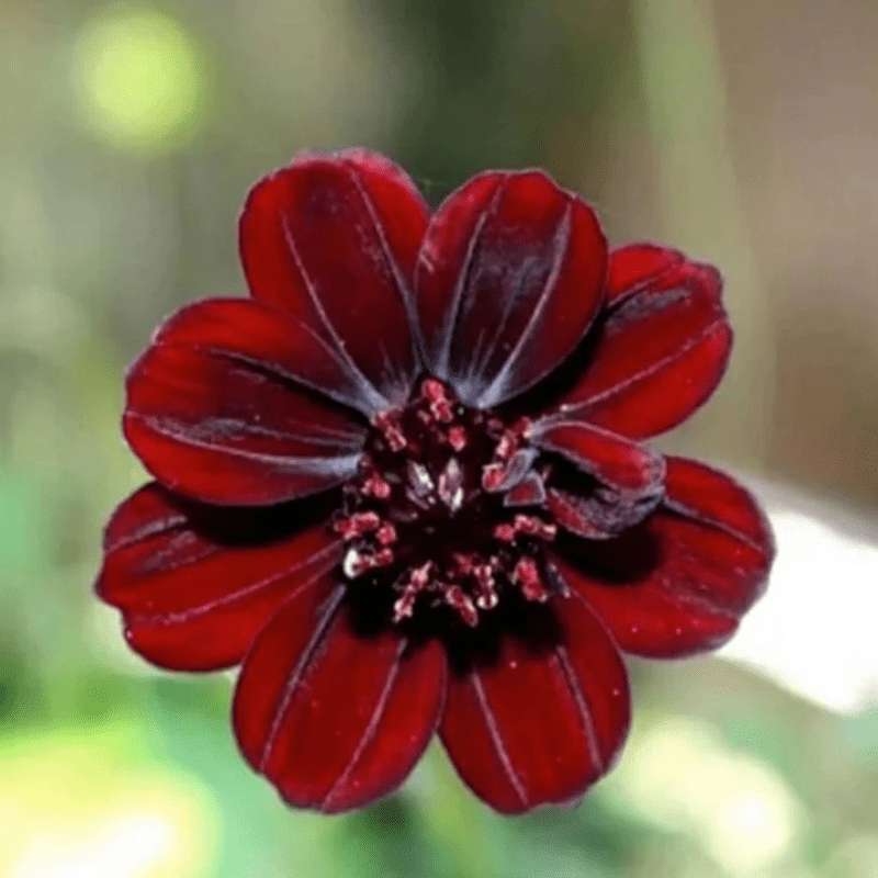 50 Red Futaba Rare Chocolate Cosmos Mix Seeds