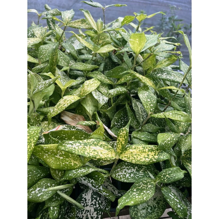 Hirt's Gardens, Lucky Bamboo Plants, Indoor Dracaena Florida Beauty, Moist  Care, 3"" Pot" - Walmart.com