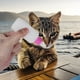thumbnail image 3 of 2 juegos de biberón de lactancia para gatos Kit de biberón para mascotas Suministro de alimentación para mascotas (rosa azul), 3 of 5