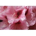 thumbnail image 2 of Crane, Rita 32x23 Black Ornate Wood Framed with Double Matting Museum Art Print Titled - Pink Rhododendron II, 2 of 4