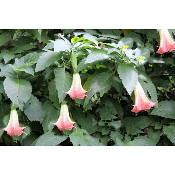 Serendipity Seeds 10 Angels Trumpet Flower Seeds