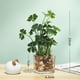 thumbnail image 2 of Botella de vidrio, trébol de cuatro hojas, planta verde perenne, decoración en maceta, decoración del hogar, decoración de escritorio, 2 of 5