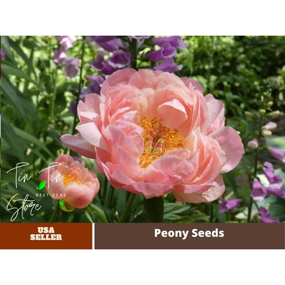 10  Rare Seeds| Pink Hawaiian Coral Peony # B001 [BUY 3 GET 1 FREE]