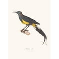 thumbnail image 2 of Coenraad Jacob Temminck 11x14 Black Ornate Wood Framed Double Matted Museum Art Print Titled: Philedon Moho. (1838), 2 of 5