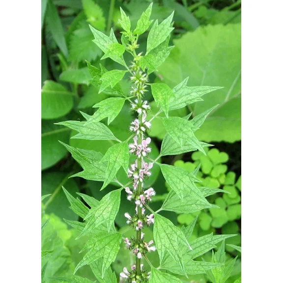 150 Leonurus cardiaca Seeds - Motherwort Seeds - Medicinal Herb - Beautiful