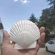 thumbnail image 1 of 10 Pieces White Scallop Shells 7-8cm 10 Shells Large Natural Beach Shells Can Make DIY Fish Tank Vase Filler 1704, 1 of 2