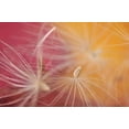 thumbnail image 2 of Terrill, Steve 14x11 Gold Ornate Wood Framed with Double Matting Museum Art Print Titled - Oregon, Portland Close-up of salsify seed head, 2 of 4