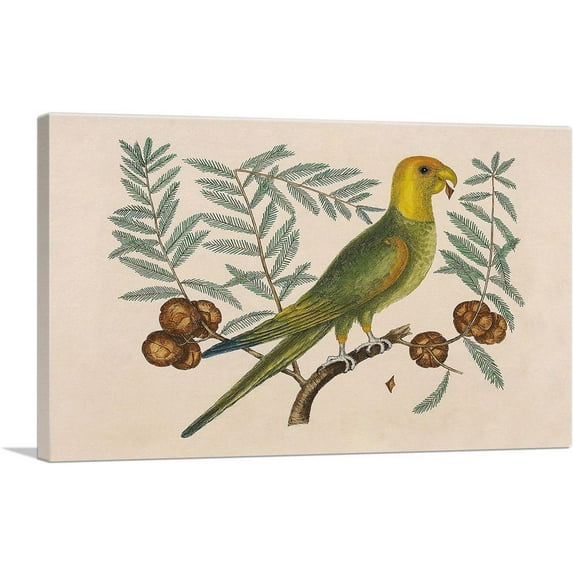 ARTCANVAS The Parrot Of Carolina Canvas Art Print by Mark Catesby - Size: 18" x 12" (0.75" Deep)