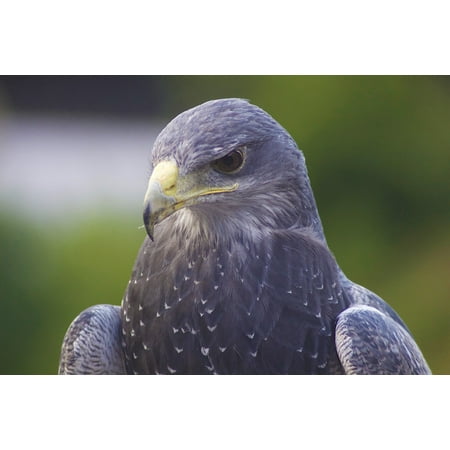 Wildlife Feather Eagle Bird Falcon Head Beak-20 Inch By 30 Inch Laminated Poster With Bright Colors And Vivid Imagery-Fits Perfectly In Many Attractive Frames