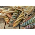 thumbnail image 4 of TomorrowSeeds - Earth Tones Dent Corn Ornamental Seeds - 30+ Count - For 2026 Planting Pink Yellow, 4 of 8