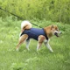 thumbnail image 5 of Soporte De Cuerpo Completo Portador De Eslinga Para Perros, 5 of 6