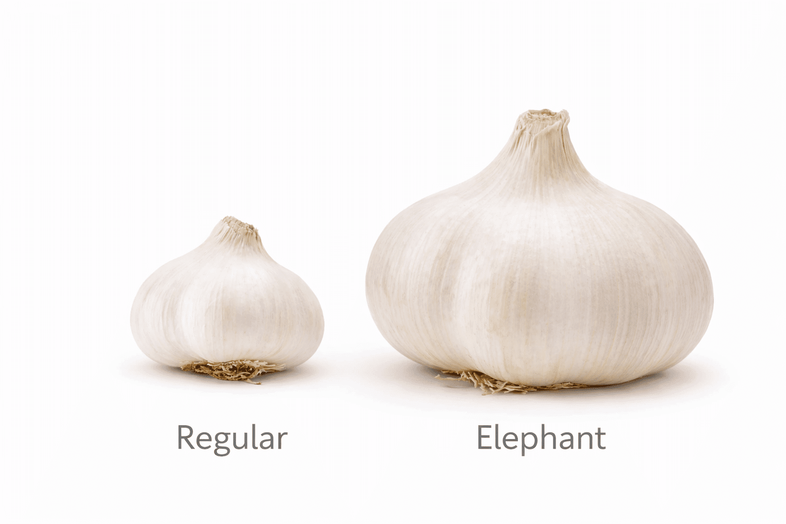 Fresh Elephant Garlic