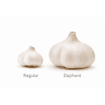 thumbnail image 3 of Fresh Elephant Garlic, 3 of 5