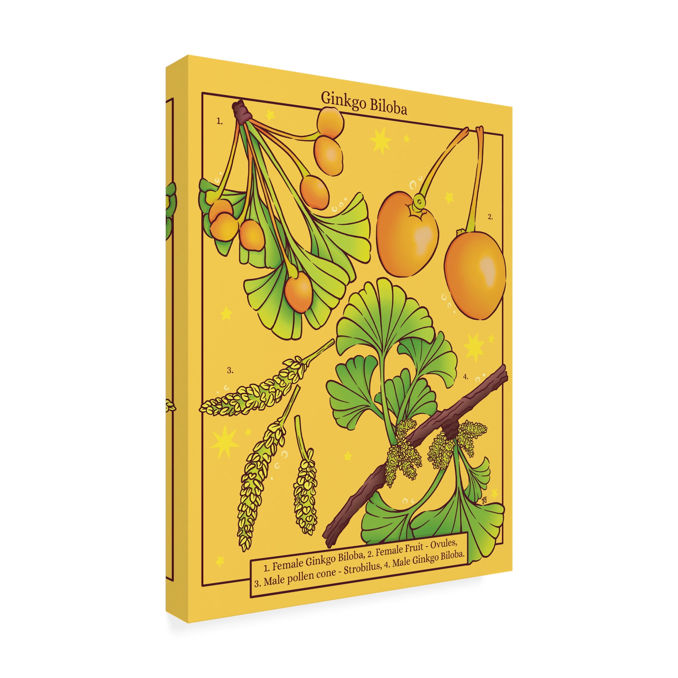 Canvas Wall Art - Rachel Feirman 'Ginkgo Biloba' Wall Art for Living Room, Bedroom, or Office Décor by Trademark Fine Art - 24 x 32 Inches