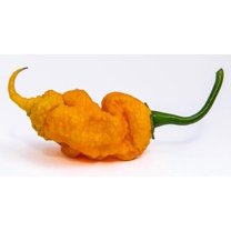 T Rex T-Rex Yellow (Douglah 7 Pot and Bhutlah Hybrid) Ultra Hot Pepper Premium Seeds for Planting