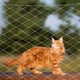 thumbnail image 5 of Red antigatos para balcón, red protectora de nailon resistente a los rayos UV, cerca para mascotas, red de seguridad para perros, 5 of 8