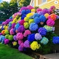 Hydrangea, Easy Grow-Low Maintenance-Ideal for Beds Borders, Plant Pots ...