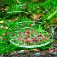 thumbnail image 4 of Flmtop Aquarium Fish Tank Crystal Red Cherry Shrimp Round Glass Feeding Dish Feeder, 4 of 9