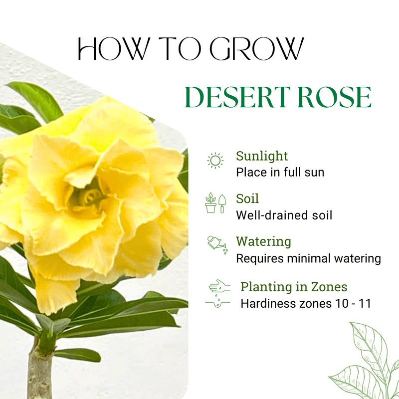 Double Yellow Desert Rose Plant Live, Adenium Obesum Desert Rose, 4-8 Inc Tall, Perennia and Hardy Succulent for Indoor and Outdoor Planting